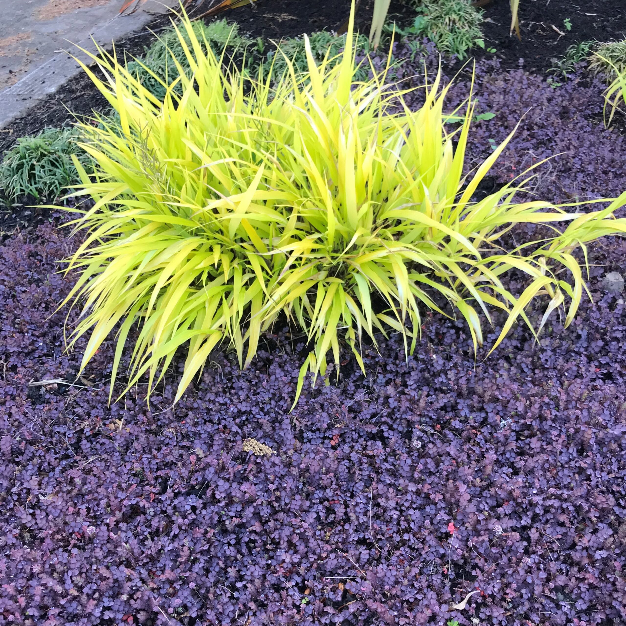 Hakonechloa macra 'All Gold' - Hakone Grass (3.5" Pot) - Image 5
