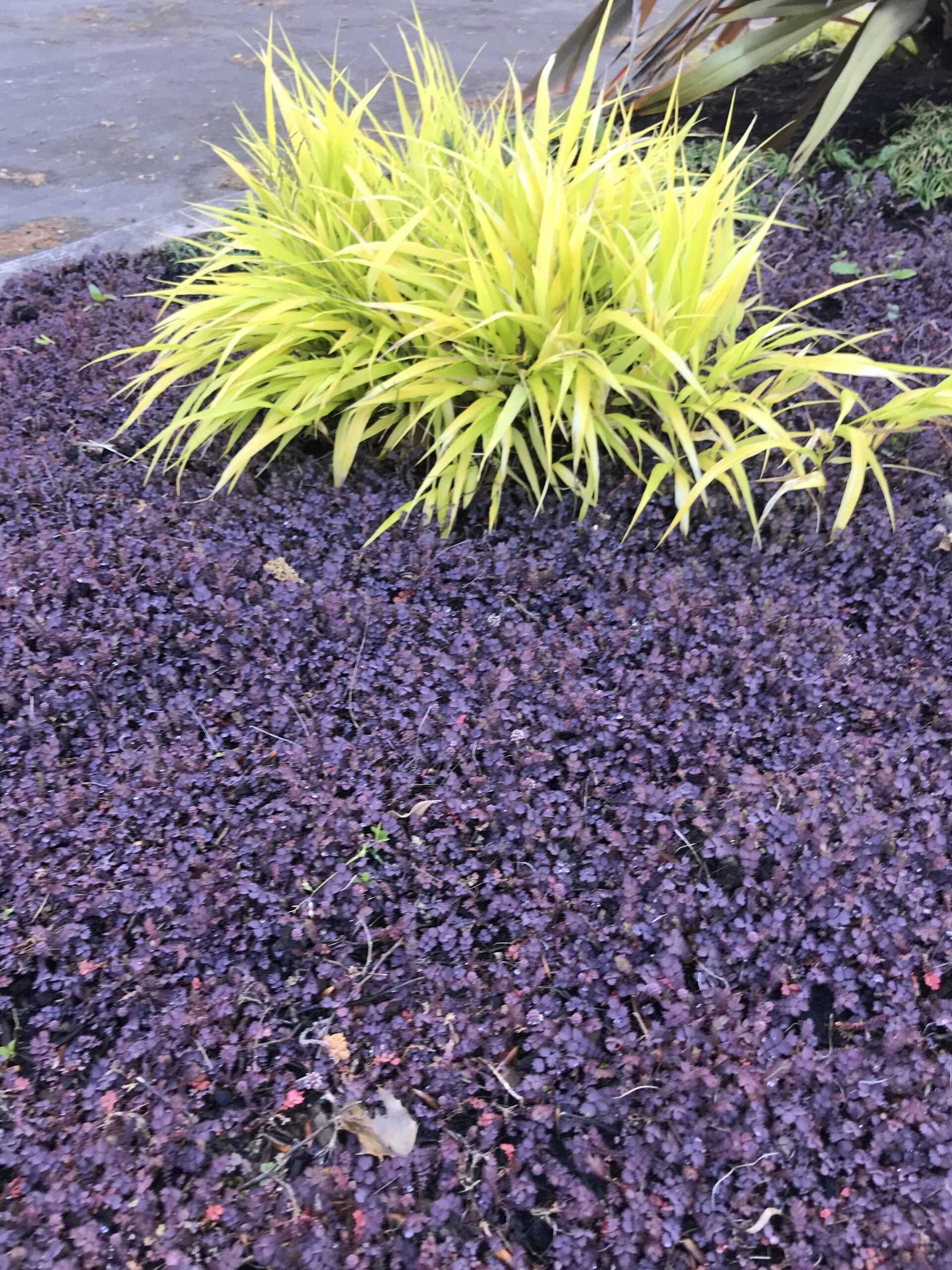 Acaena inermis 'Purpurea' - Purple Goose Leaf (3.5" Pot) - Image 6
