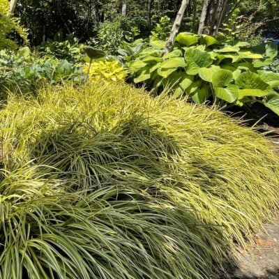 Acorus gramineus 'Ogon' - Golden Sweet Flag (3.5" Pot)