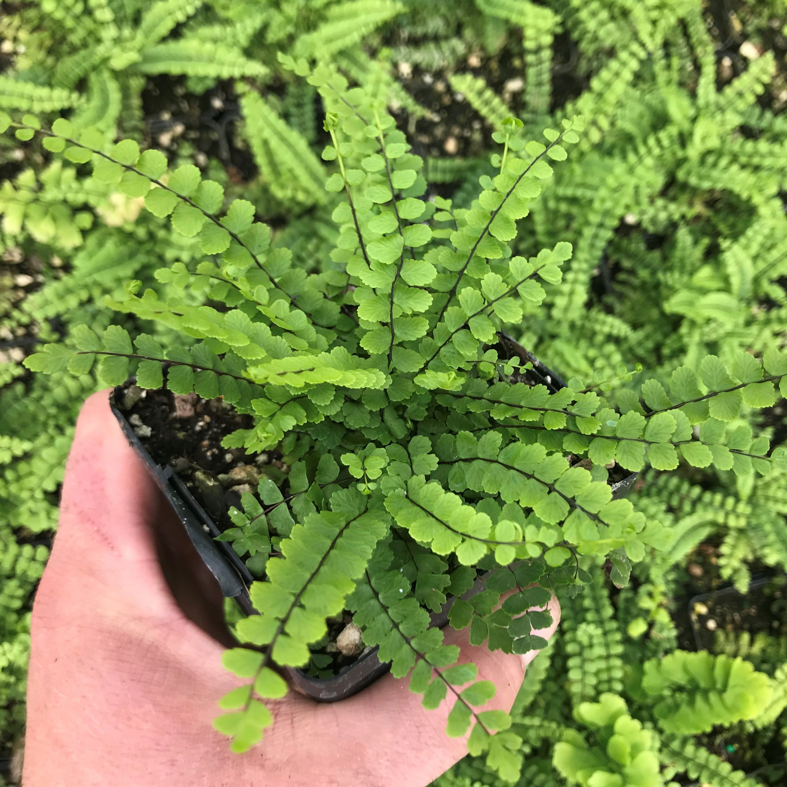 Asplenium trichomanes - Maidenhair Spleenwort (3.5" Pot)