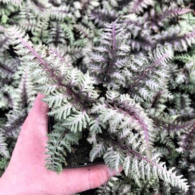 Athyrium niponicum 'Regal Red' - Japanese Painted Fern (3.5" Pot)