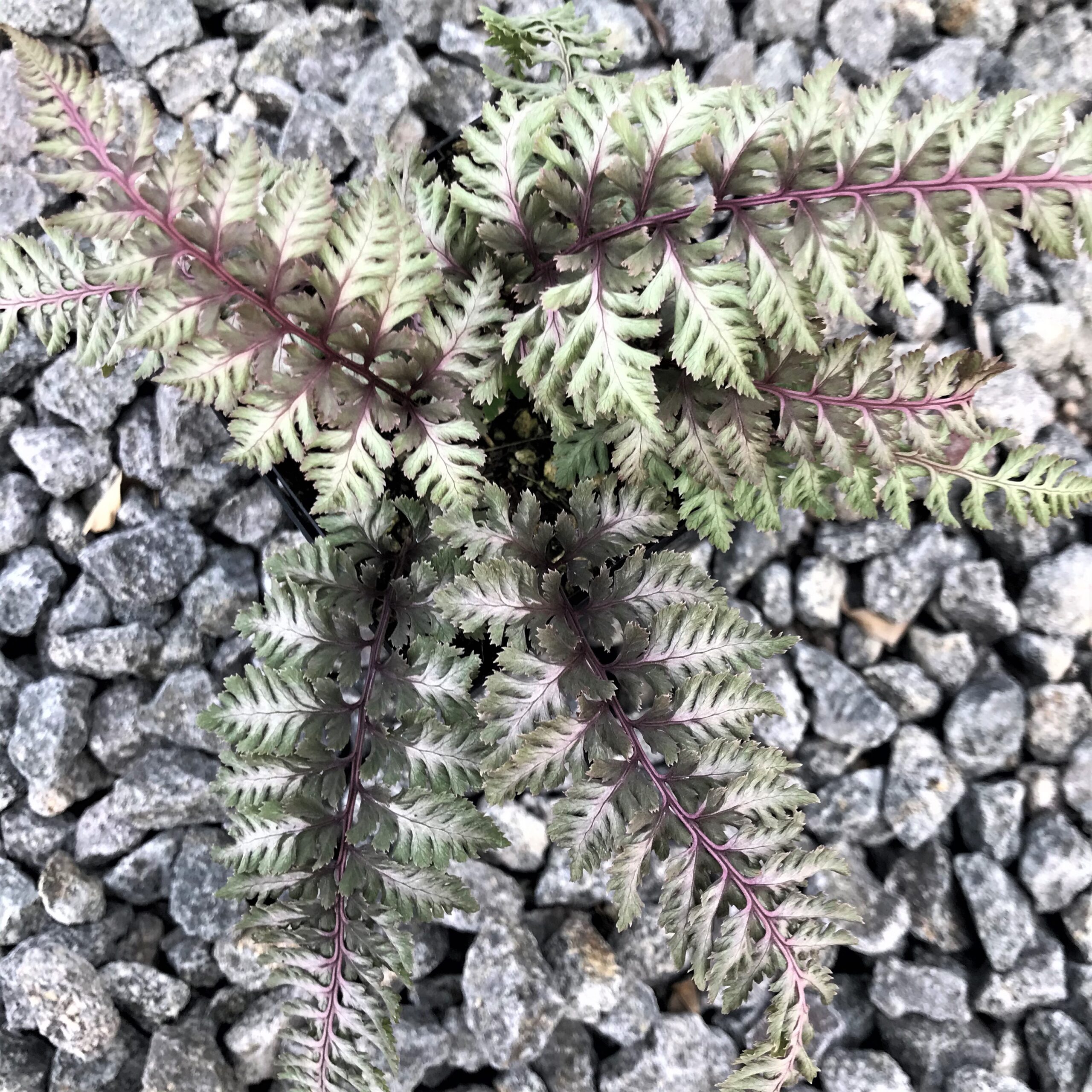 Athyrium niponicum 'Regal Red' - Japanese Painted Fern (3.5" Pot) - Image 3