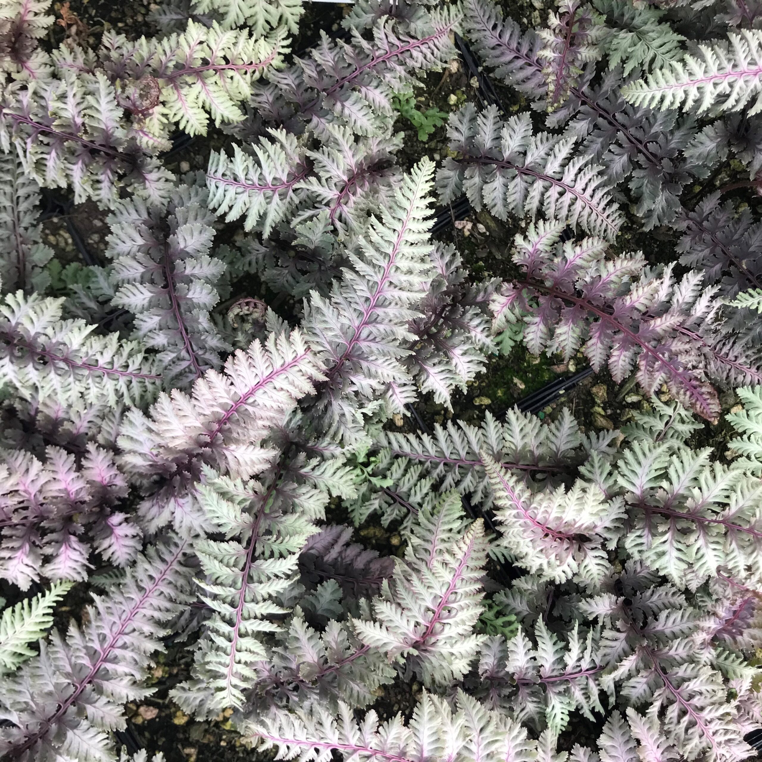 Athyrium niponicum 'Regal Red' - Japanese Painted Fern (3.5" Pot) - Image 6