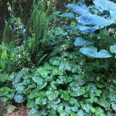 Beesia deltophylla - False Bugbane (4.5" Pot)
