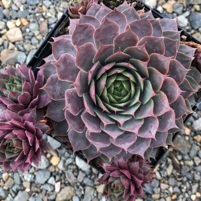 Sempervivum Chick Charms® Berry Blues™ (3.5" Pot)