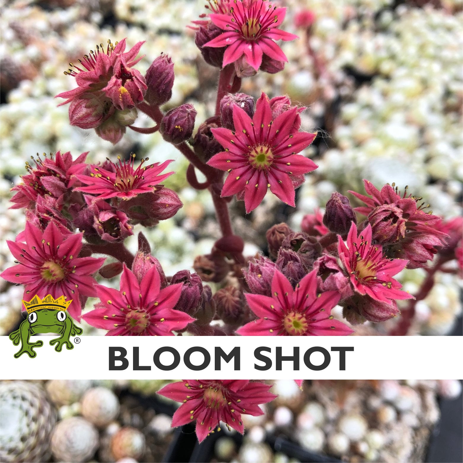 Sempervivum Chick Charms® Cotton Candy™ (4.5" Pot) - Image 4