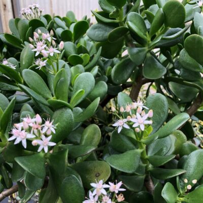 Crassula ovata - Common Jade Plant (2" Pot)
