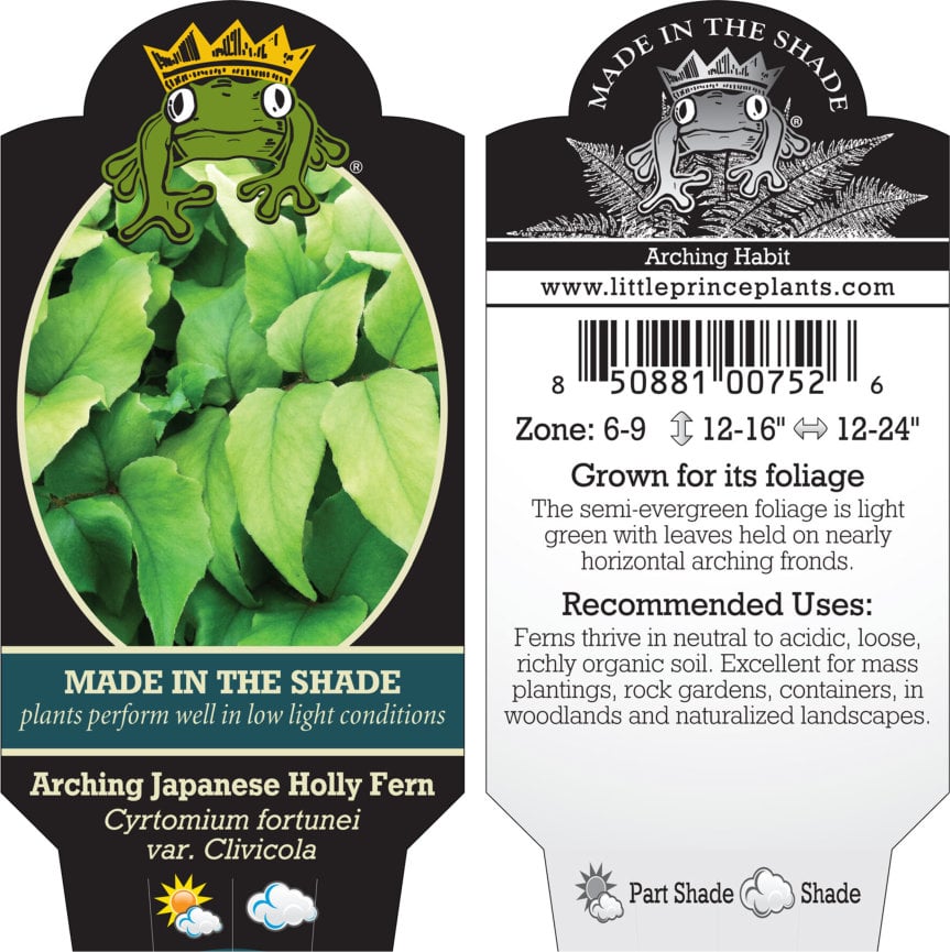 Cyrtomium fortunei var. Clivicola - Arching Japanese Holly Fern (3.5" Pot) - Image 6