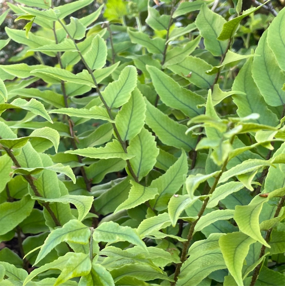 Cyrtomium fortunei var. Clivicola - Arching Japanese Holly Fern (3.5" Pot) - Image 4