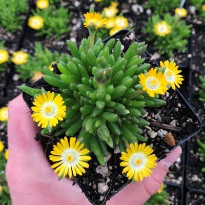Delosperma 'Jewel of Desert Peridot' USPP #23,566 - Ice Plant (3.5" Pot)