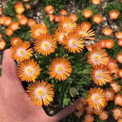 Delosperma 'Jewel of Desert Topaz' USPP #23,492 - Ice Plant (3.5" Pot)