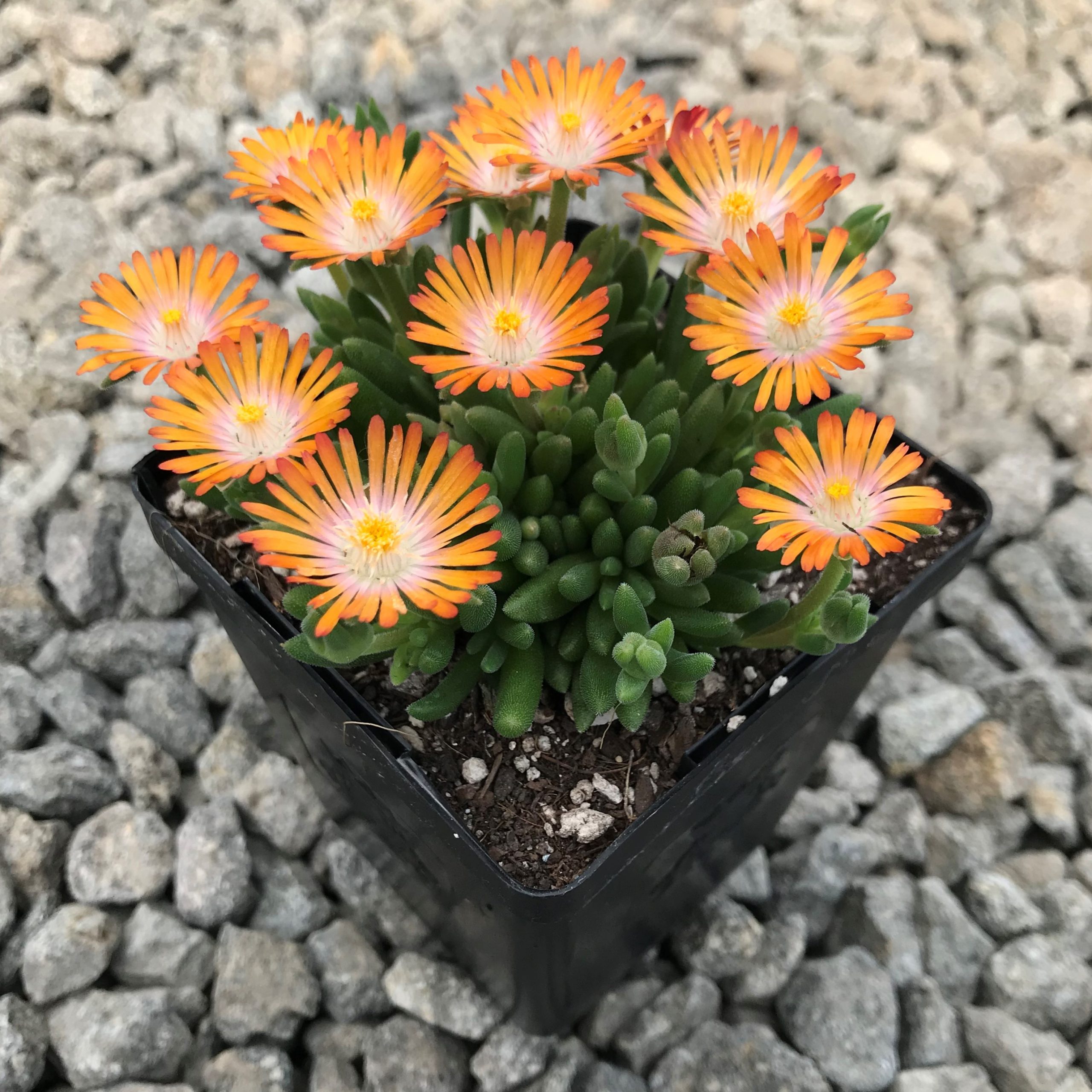 Delosperma 'Jewel of Desert Topaz' USPP #23,492 - Ice Plant (3.5" Pot) - Image 2