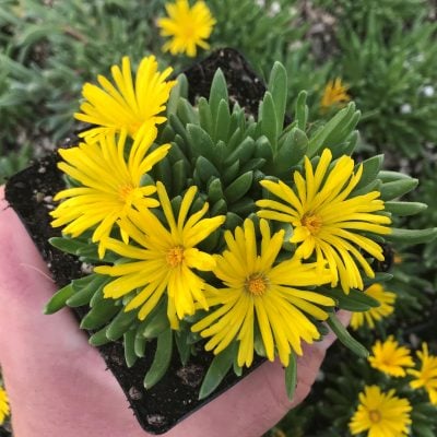 Delosperma congesta - Yellow Ice Plant (3.5" Pot)