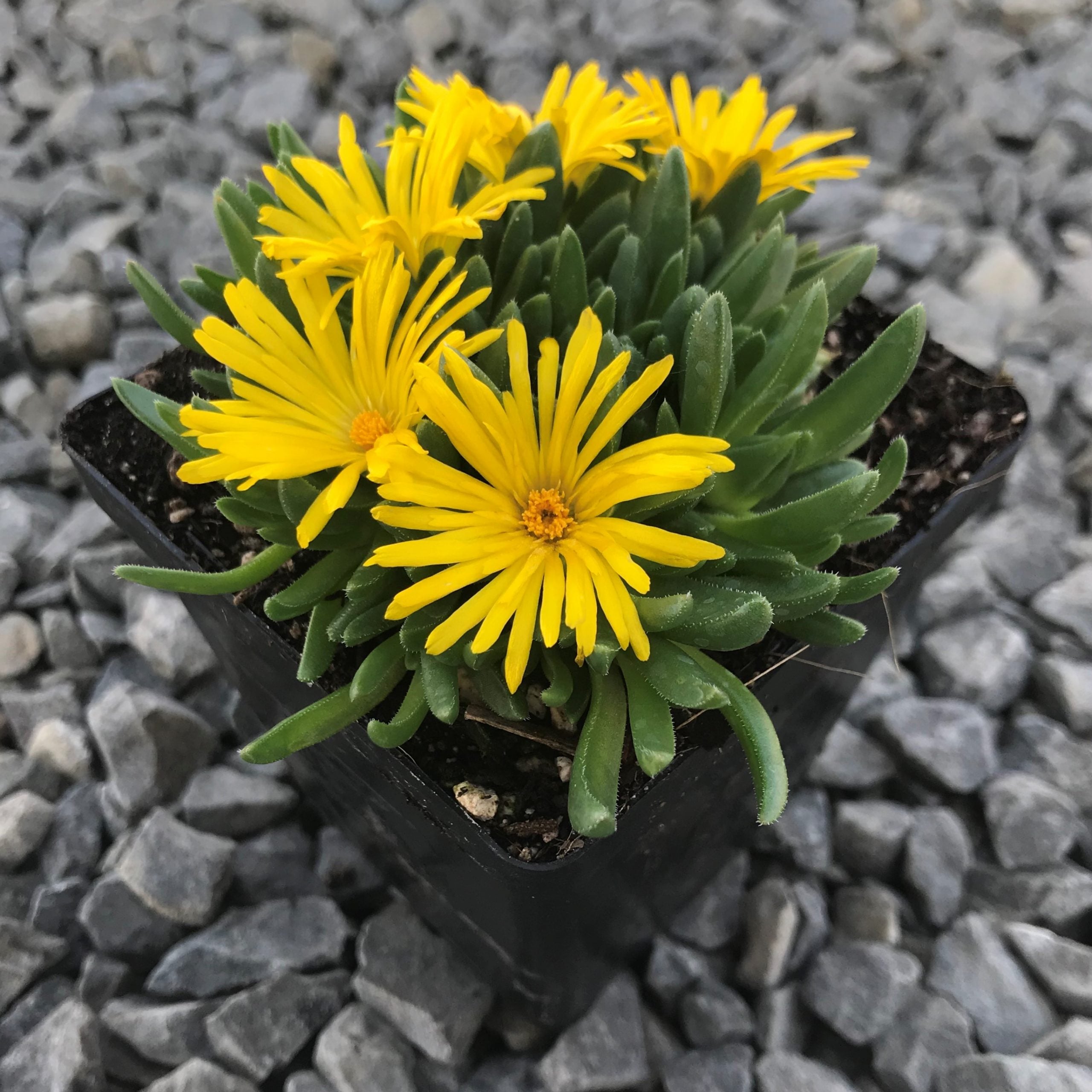 Delosperma congesta - Yellow Ice Plant (3.5" Pot) - Image 3