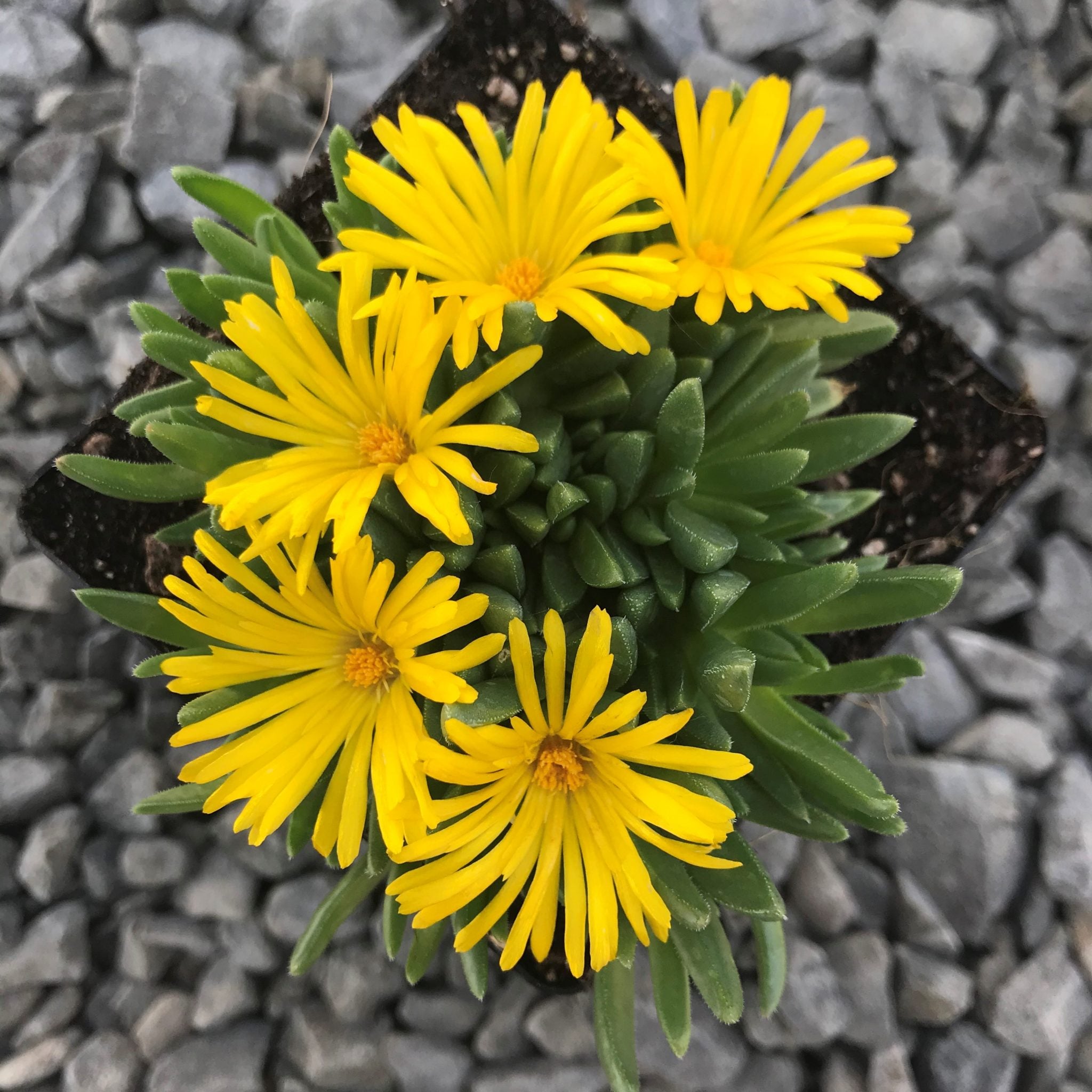 Delosperma congesta - Yellow Ice Plant (3.5" Pot) | Little Prince of
