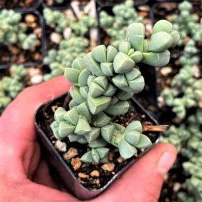 Delosperma lehmannii - Ice Plant (2" Pot)