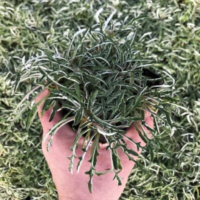 Dymondia margaretae - Silver Carpet (3.5" Pot)