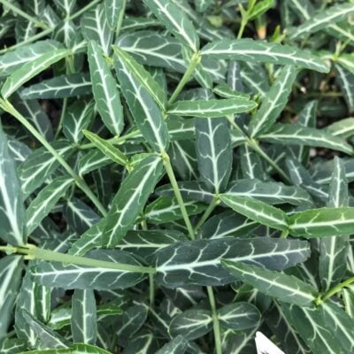 Euonymus fortunei 'Wolong's Ghost' (3.5" Pot)