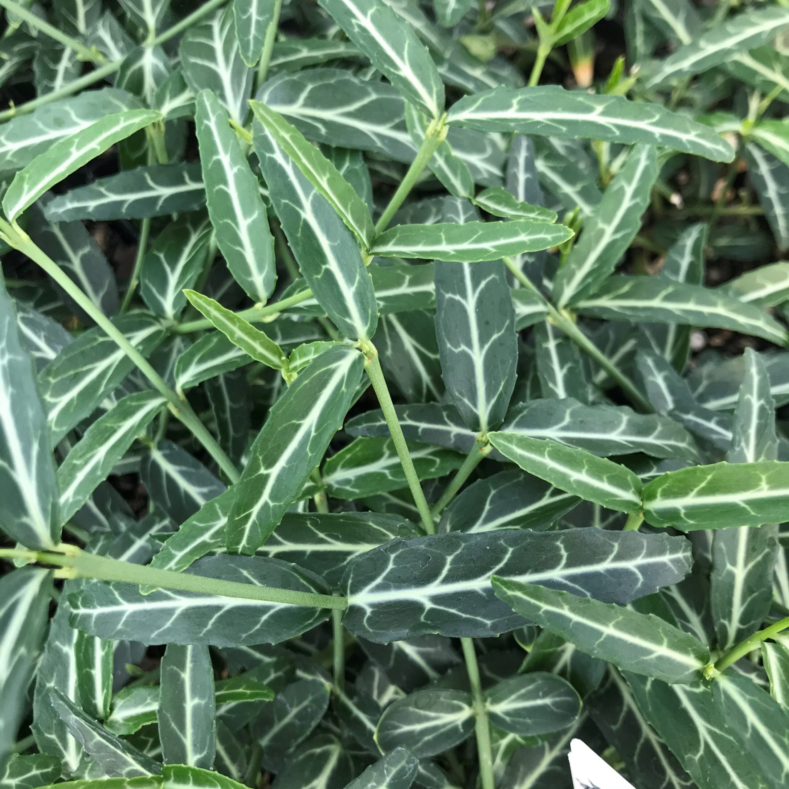 Euonymus fortunei 'Wolong's Ghost' (3.5" Pot)