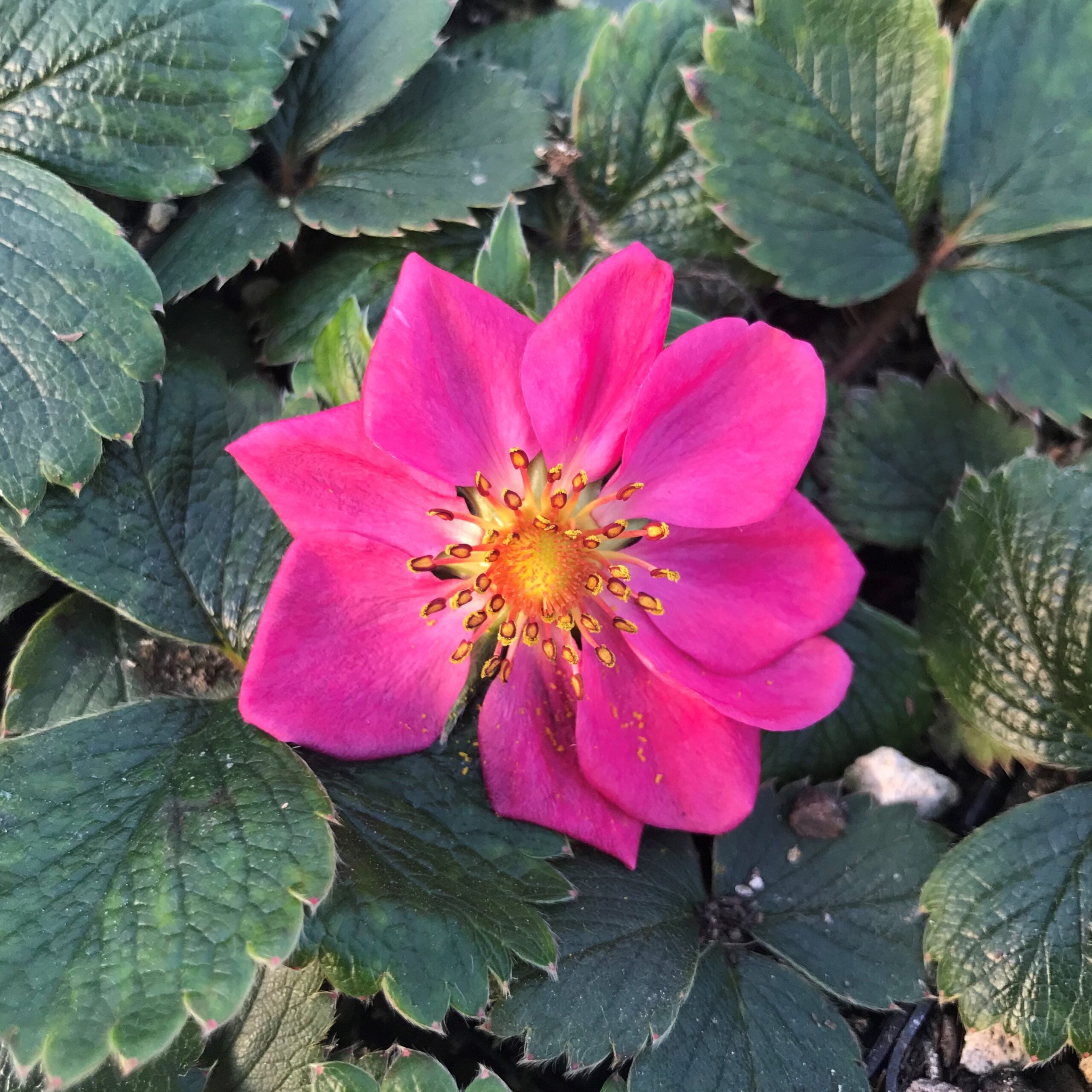 Fragaria x 'Lipstick' - Strawberry (3.5