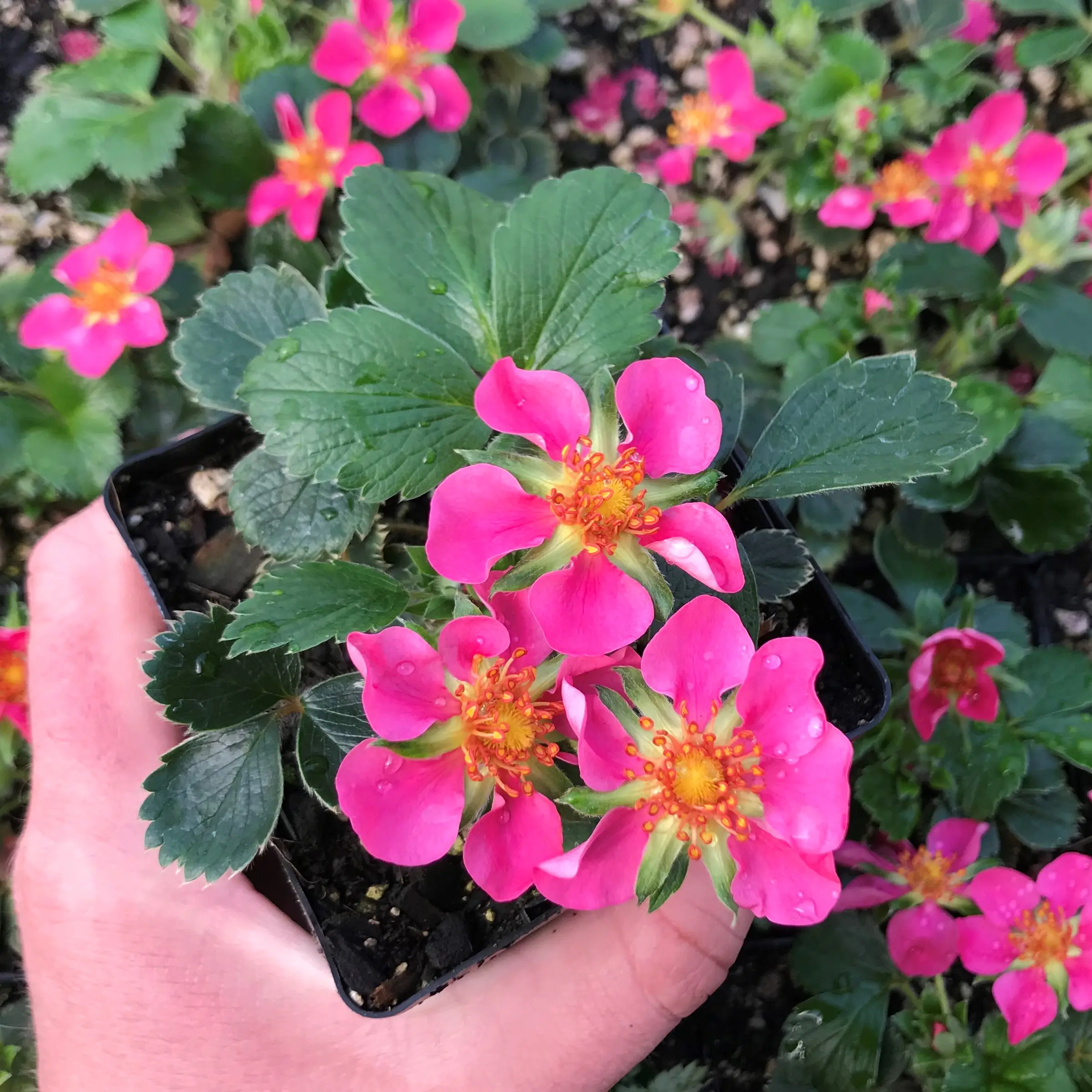 Fragaria x 'Lipstick' - Strawberry (3.5
