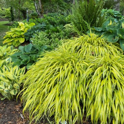 Hakonechloa macra 'Aureola' - Hakone Grass (3.5" Pot)