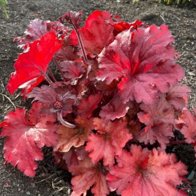 Heuchera 'Fire Alarm' - Coral Bells (4.5" Pot)