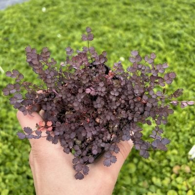 Acaena inermis 'Purpurea' - Purple Goose Leaf (3.5" Pot)