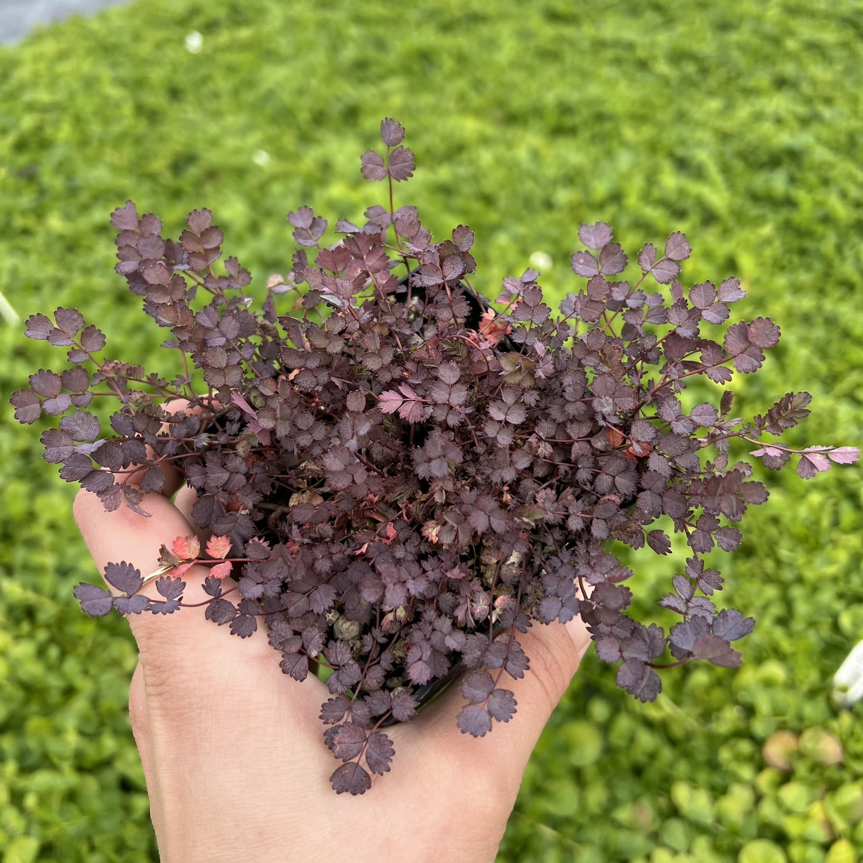 Acaena inermis 'Purpurea' - Purple Goose Leaf (3.5" Pot)