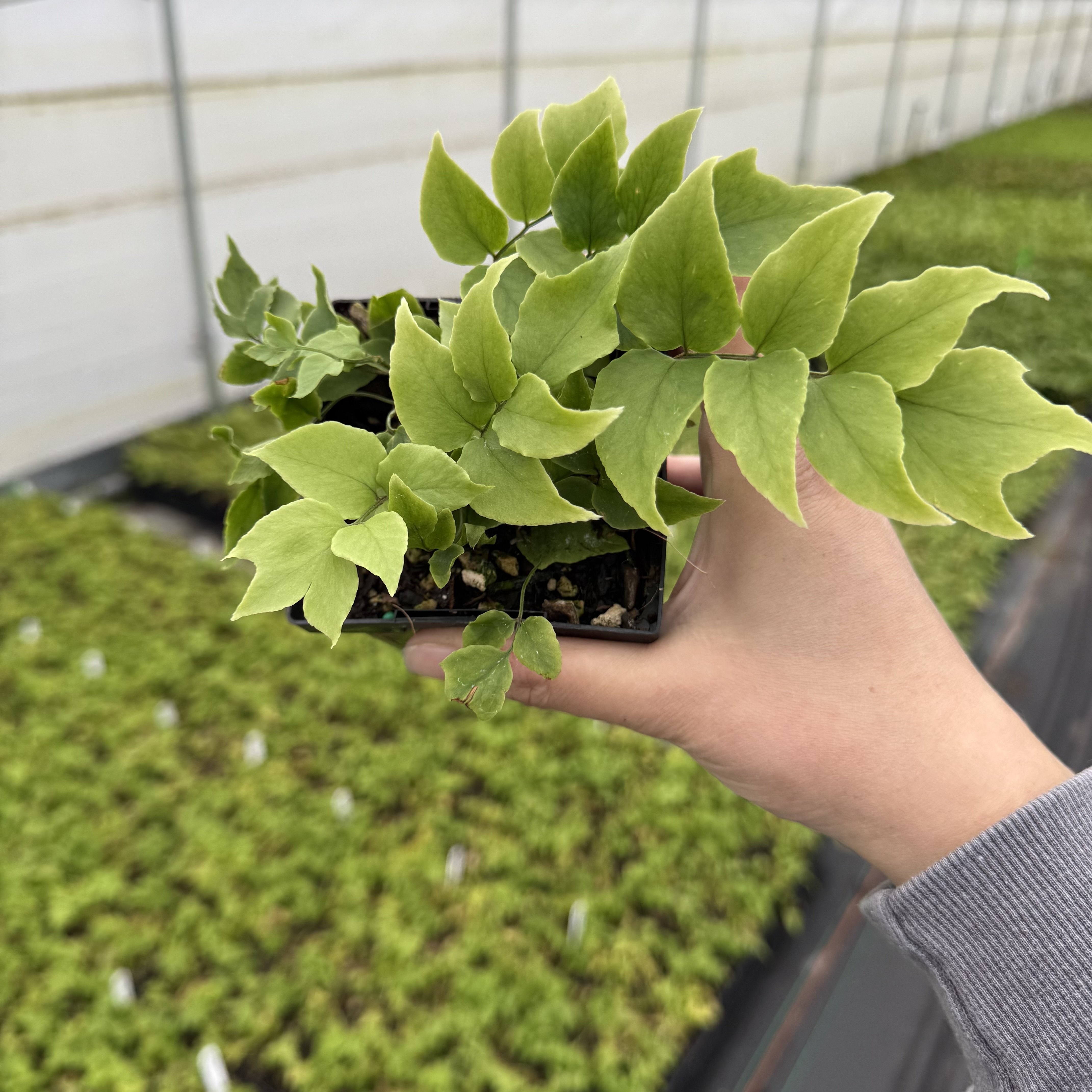 Cyrtomium fortunei var. Clivicola - Arching Japanese Holly Fern (3.5" Pot)