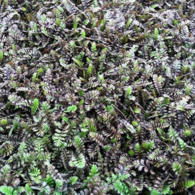 Leptinella x 'Platt's Black' - Black Brass Buttons (3.5" Pot)