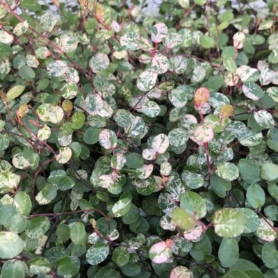 Muehlenbeckia axillaris 'Tricolor' - Tricolor Wire Grass (3.5" Pot)