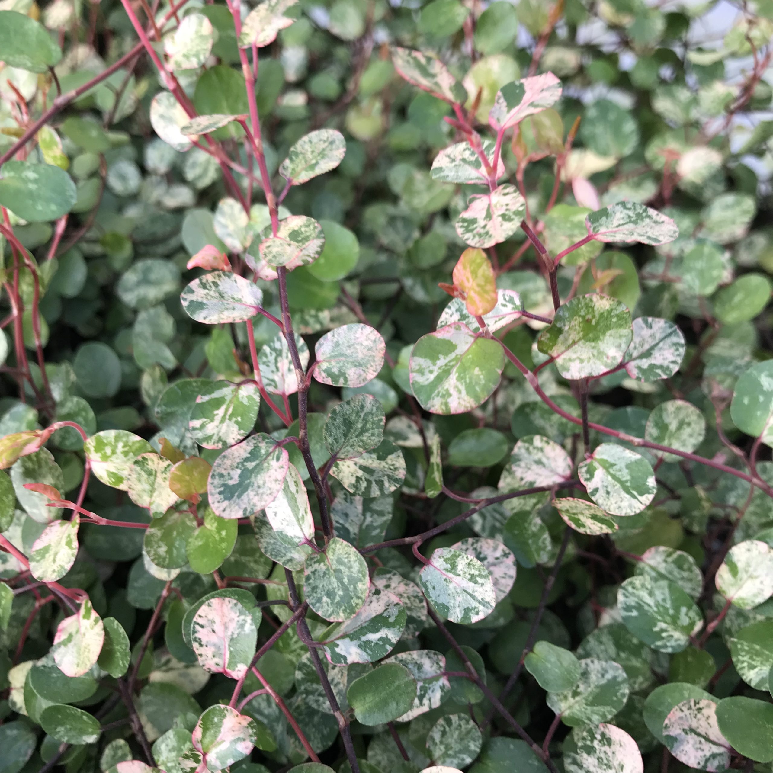 Muehlenbeckia axillaris 'Tricolor' - Tricolor Wire Grass (3.5" Pot) - Image 5