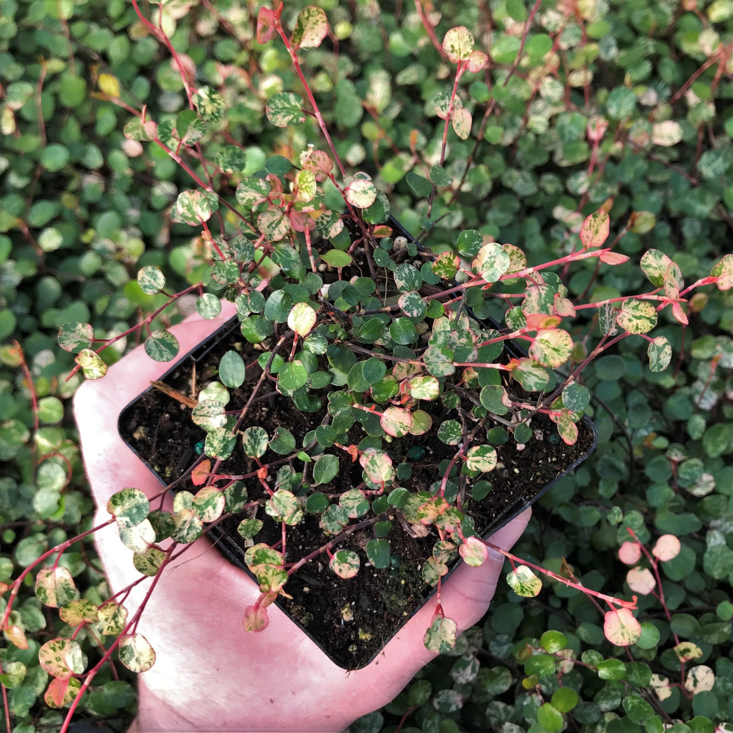 Muehlenbeckia axillaris 'Tricolor' - Tricolor Wire Grass (3.5" Pot) - Image 2