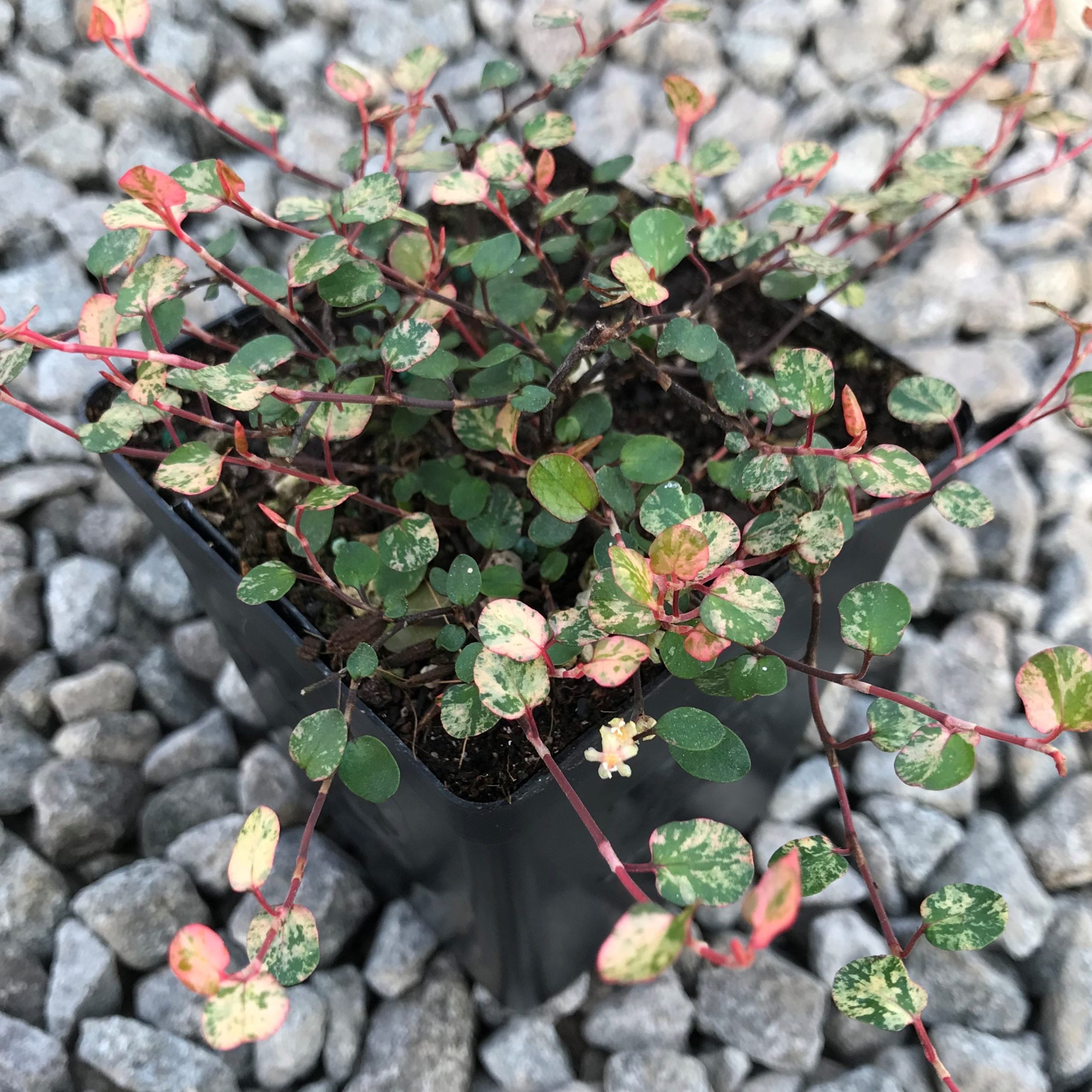 Muehlenbeckia axillaris 'Tricolor' - Tricolor Wire Grass (3.5" Pot) - Image 3