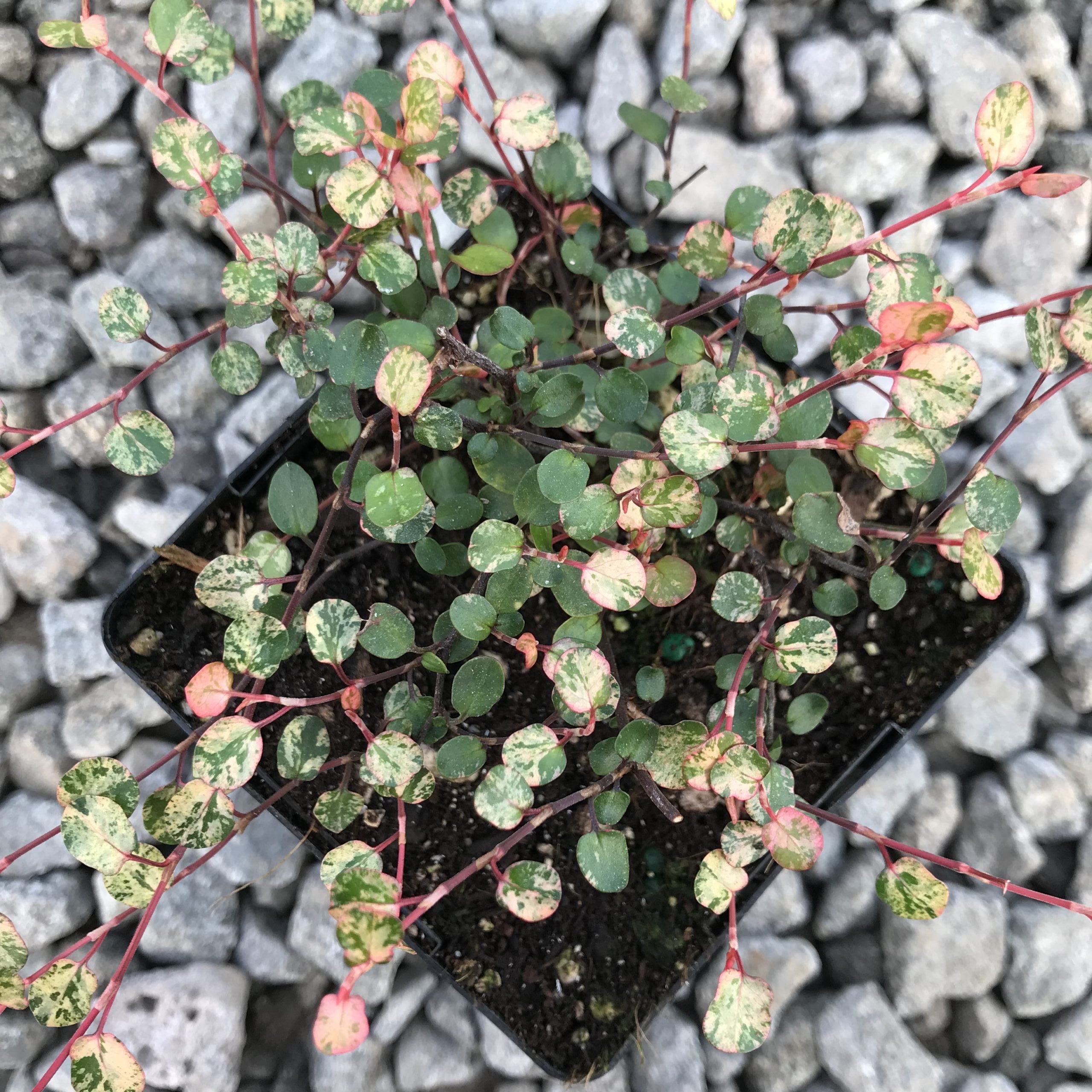 Muehlenbeckia axillaris 'Tricolor' - Tricolor Wire Grass (3.5" Pot) - Image 4