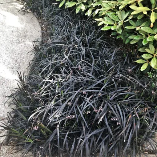 Ophiopogon planiscapus 'Nigrescens' - Black Mondo Grass (3.5