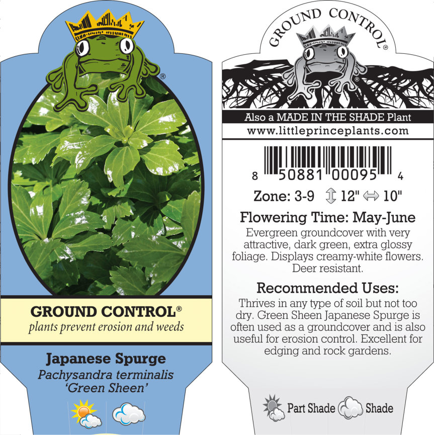 Pachysandra terminalis 'Green Sheen' - Japanese Spurge (3.5" Pot) - Image 5