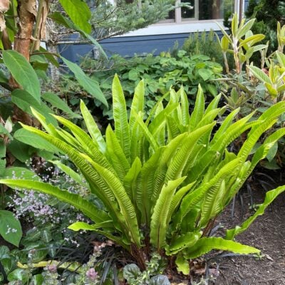 Asplenium scolopendrium - Hart's Tongue Fern (3.5" Pot)