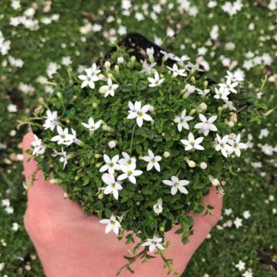 Pratia pedunculata 'Alba' - Super Star Creeper (3.5" Pot)