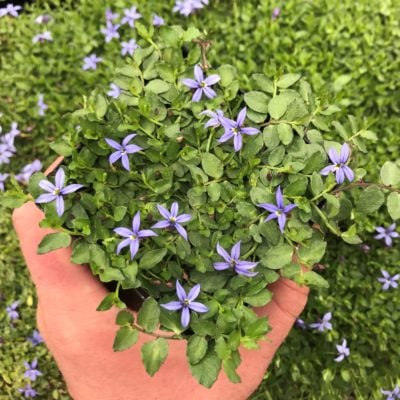 Pratia pedunculata 'County Park' - County Park Creeper (3.5" Pot)