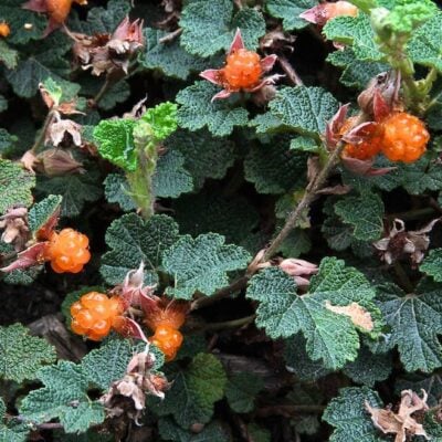 Rubus pentalobus - Taiwan Creeping Berry (3.5" Pot)