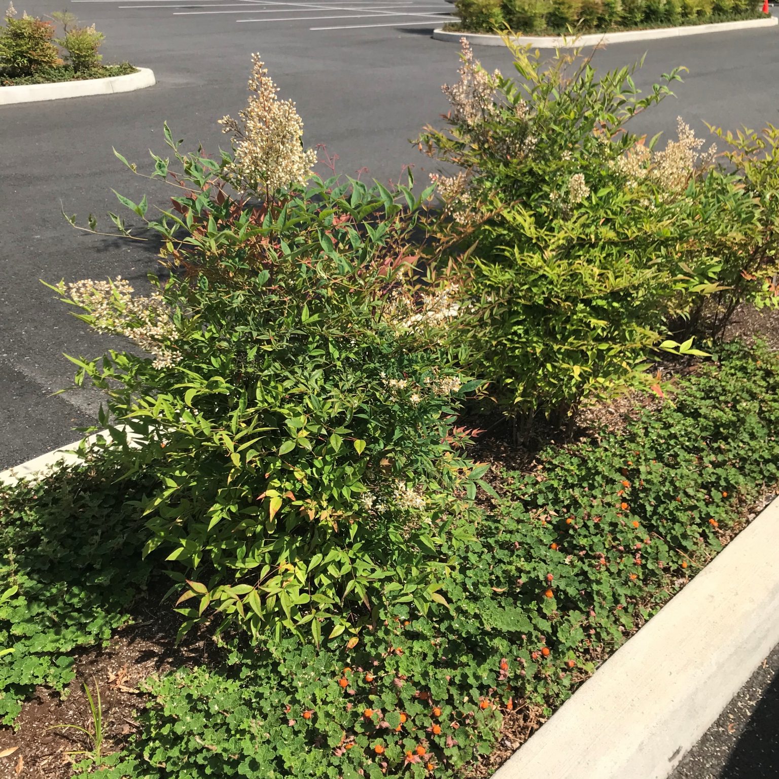 Rubus pentalobus - Taiwan Creeping Berry (3.5