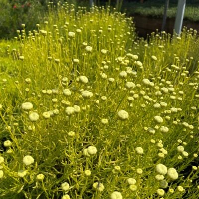 Santolina virens 'Lemon Fizz' - Lavender Cotton (3.5" Pot)