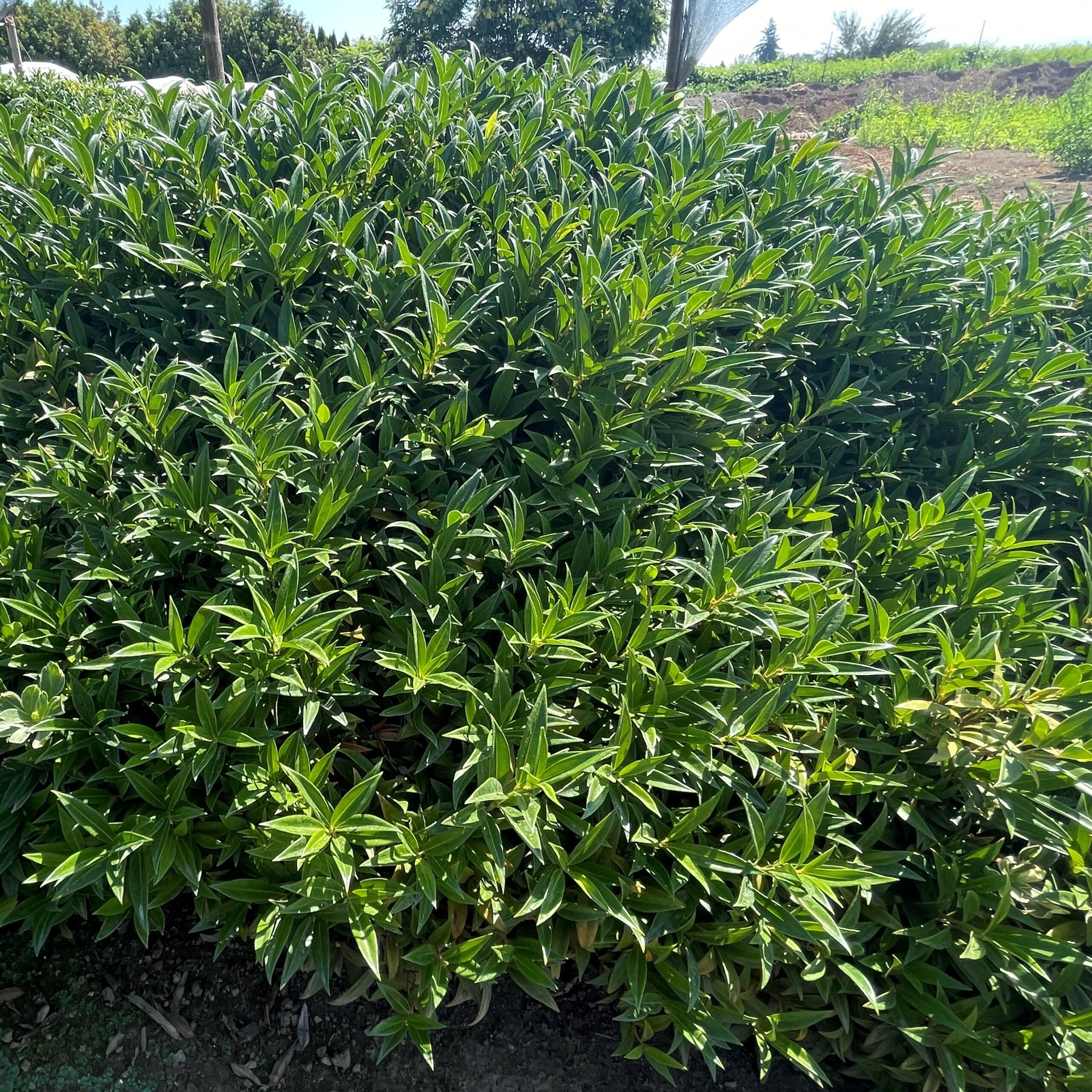 Sarcococca hookeriana var. 'Humilis' - Himalayan Sweet Box (3.5" Pot)