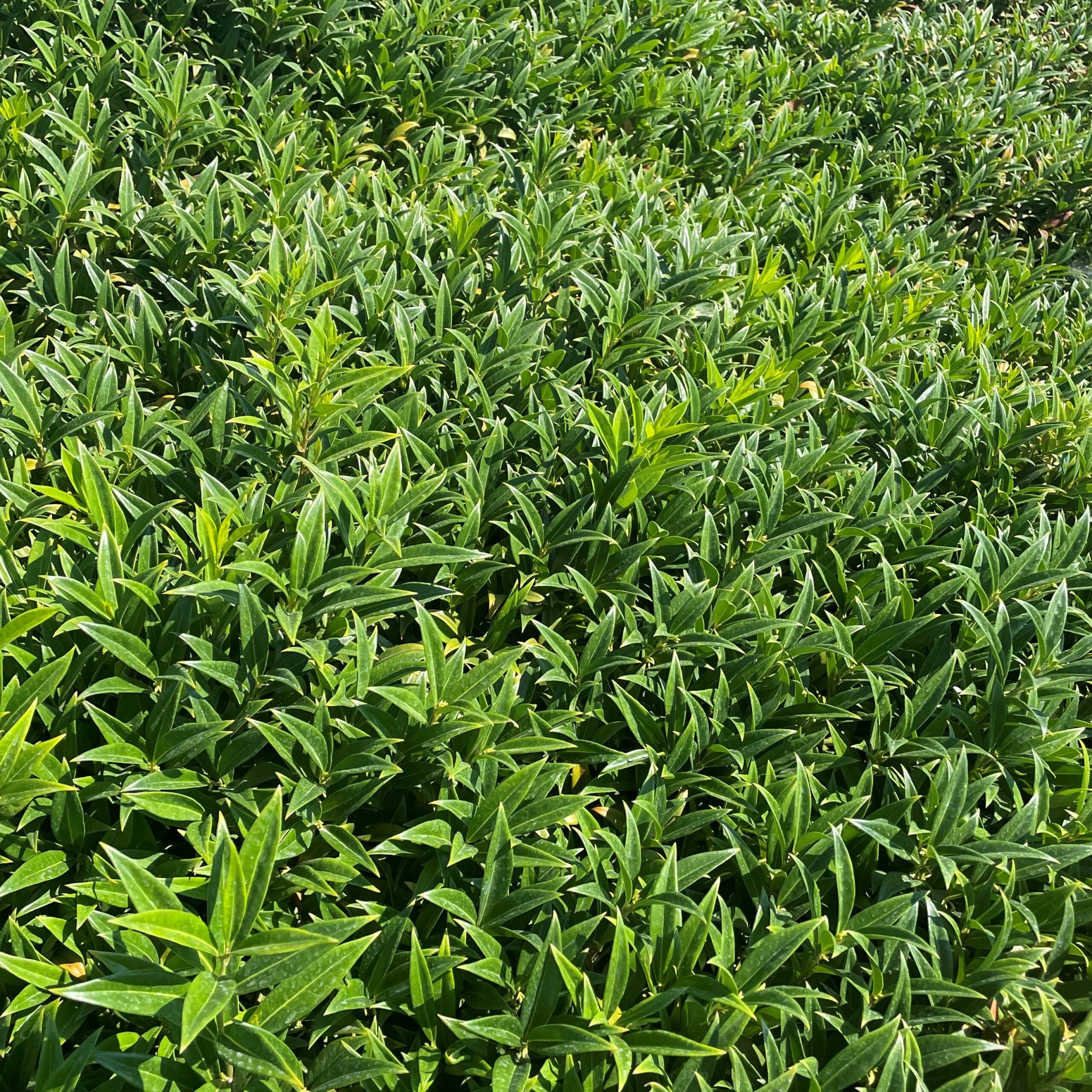 Sarcococca hookeriana var. 'Humilis' - Himalayan Sweet Box (3.5" Pot) - Image 5