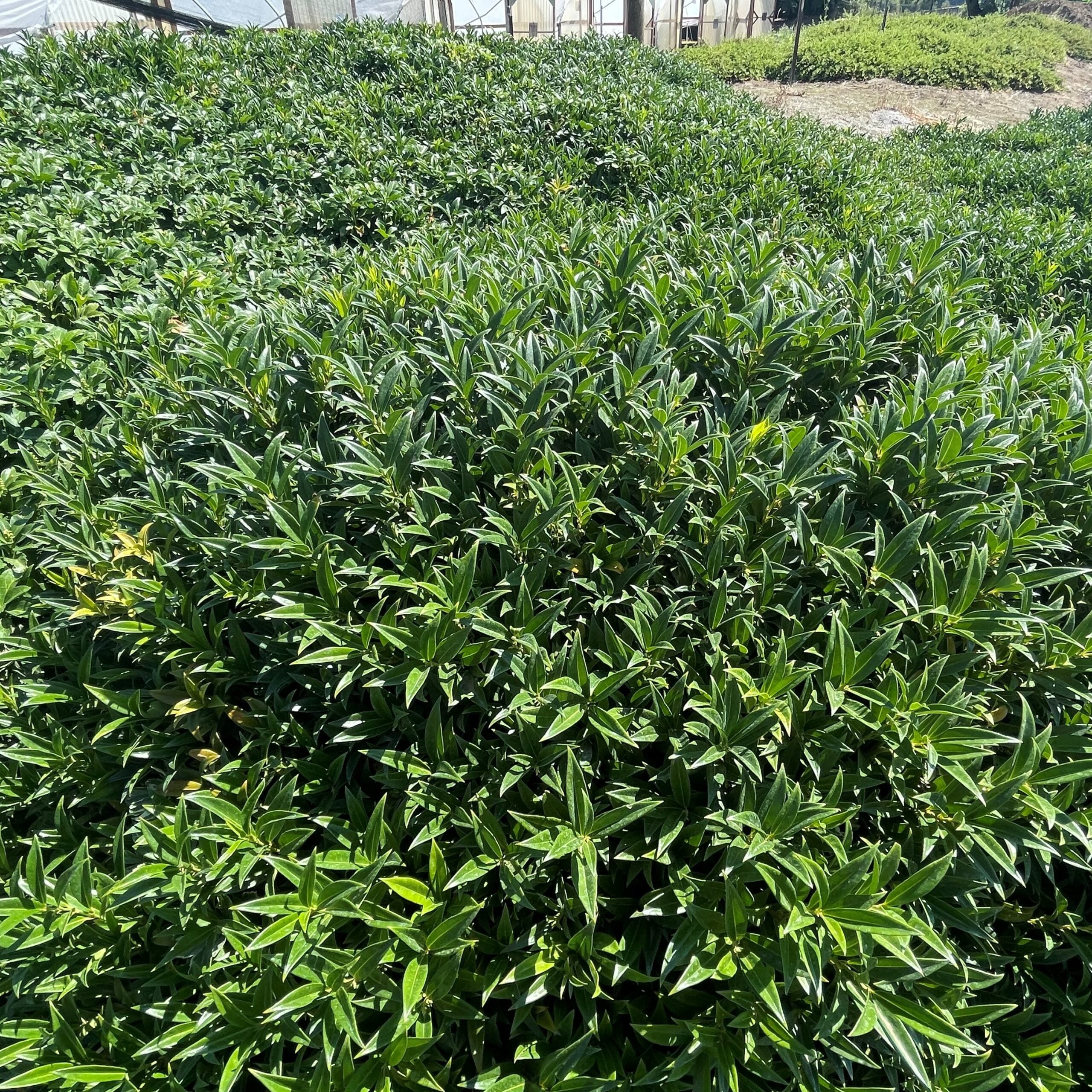 Sarcococca hookeriana var. 'Humilis' - Himalayan Sweet Box (3.5" Pot) - Image 3
