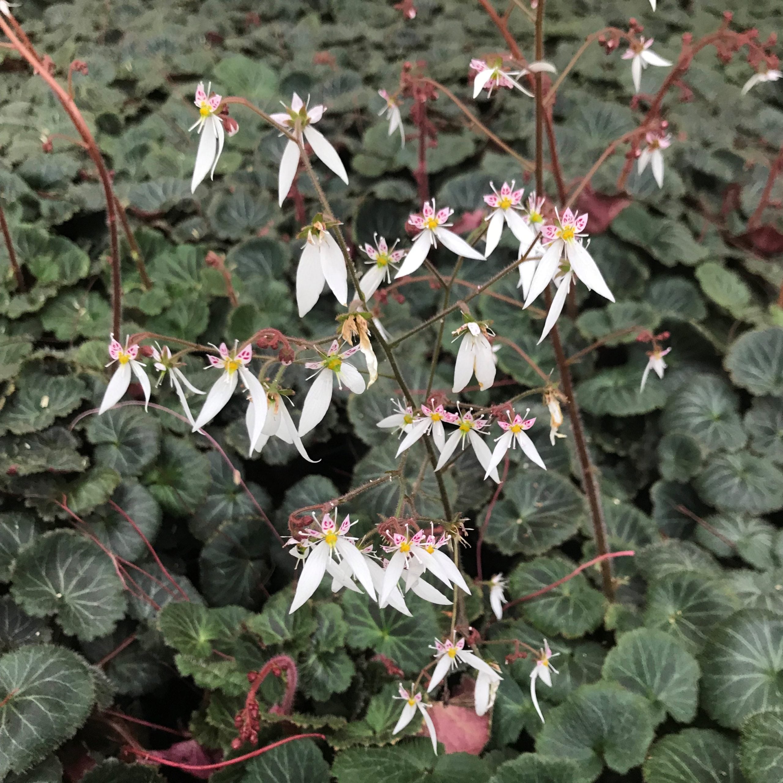 Saxifraga stolonifera - Strawberry Geranium (3.5" Pot) - Image 6