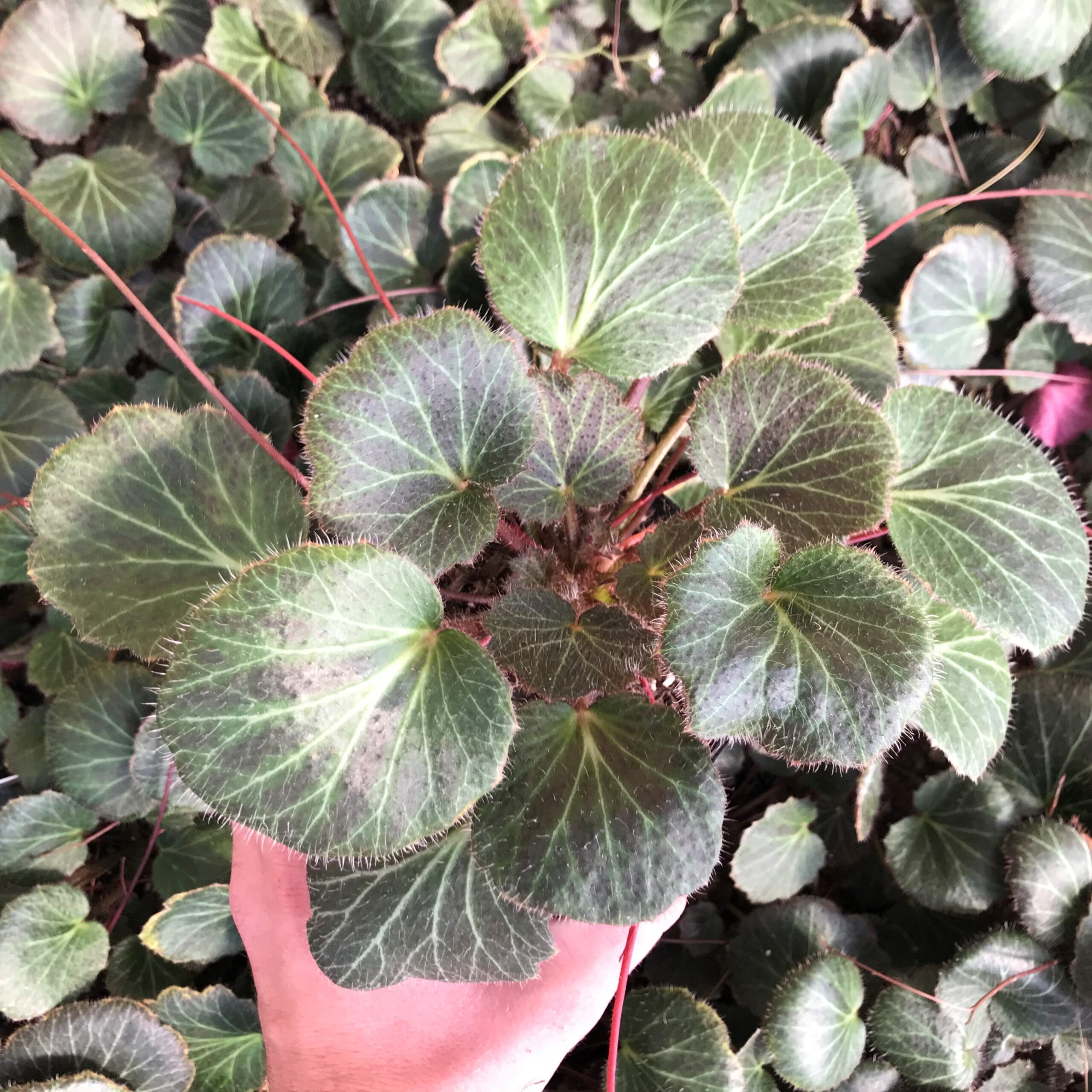 Saxifraga stolonifera - Strawberry Geranium (3.5" Pot) - Image 3