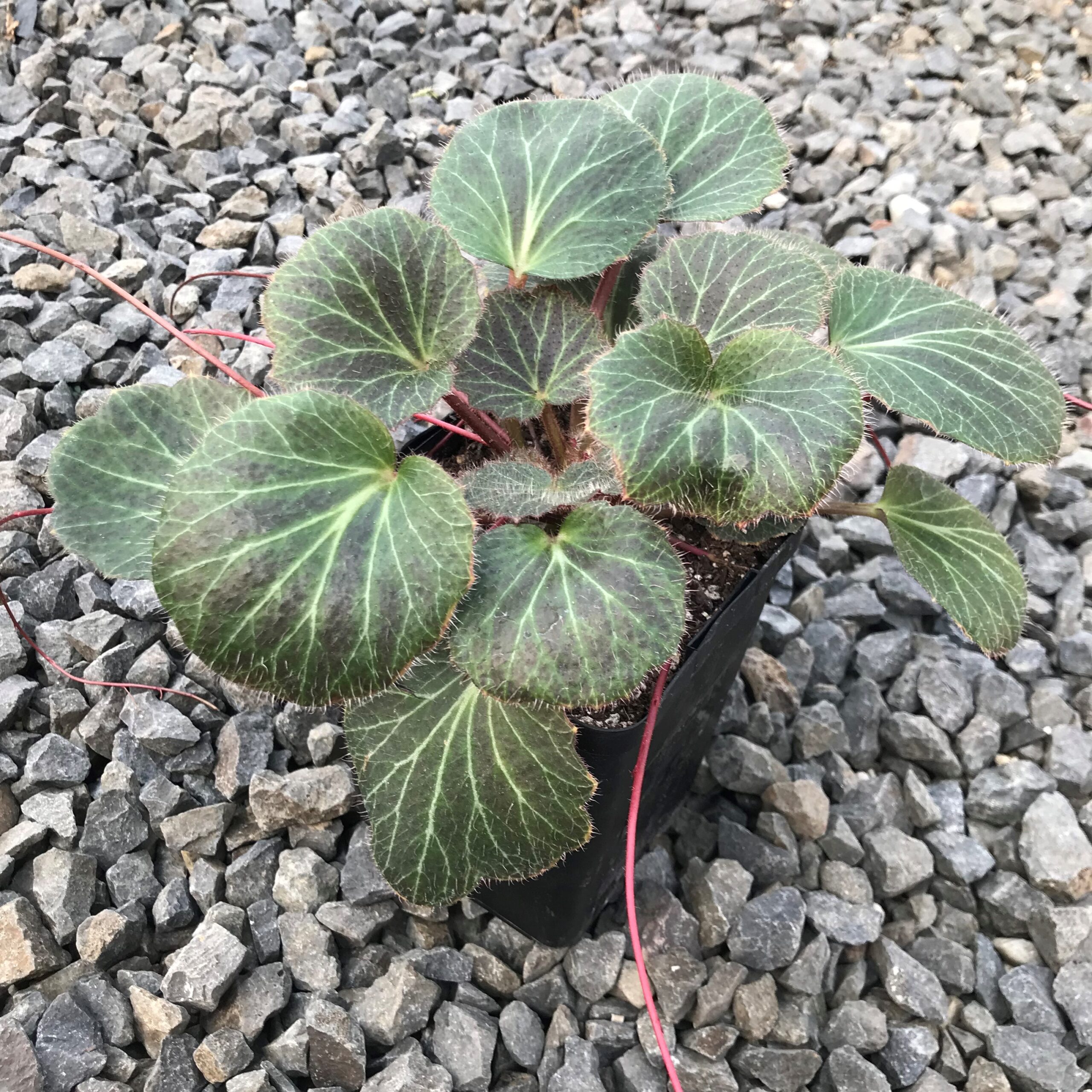 Saxifraga stolonifera - Strawberry Geranium (3.5" Pot) - Image 4